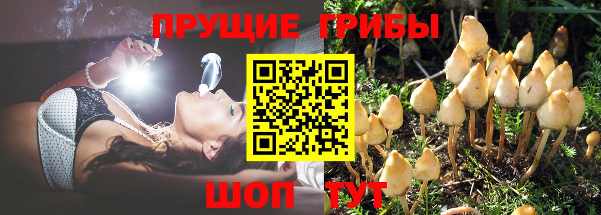 закладка  Вход с VPN  Галлюциногенные грибы Psilocybine cubensis  Егорьевск  Галлюциногенные грибы GOLDEN TEACHER 